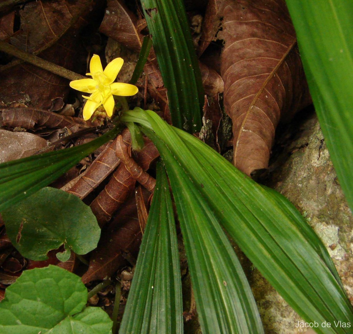 Curculigo orchioides Gaertn.